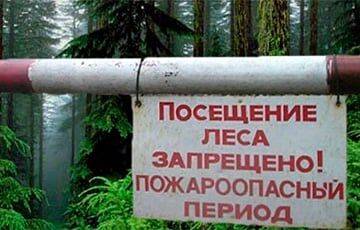На большей части территории Беларуси действует запрет на посещение лесов - charter97.org - Белоруссия - Брестская обл.