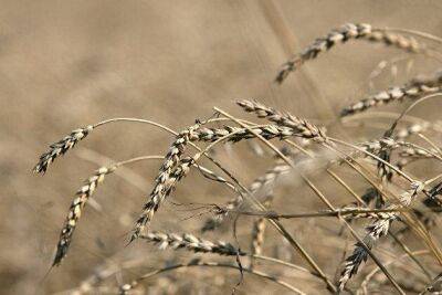 СМИ: кукуруза, соя и пшеница в США растут в цене - smartmoney.one - Москва - США - штат Южная Дакота
