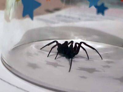 Жаркая погода привела к росту численности ядовитых пауков - rbnews.uk - Англия