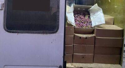 В Кыргызстане изъяли более 4-х тонн таджикского винограда - dialog.tj - Киргизия - Таджикистан - Ошская обл. - Ош
