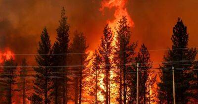 Ученые нашли способ прогнозировать силу лесных пожаров: поможет пот растений - focus.ua - Украина - шт. Невада - шт. Калифорния
