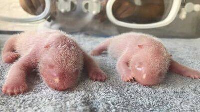 В Китае родилась редкая пара близнецов панды: видео - unn.com.ua - Китай - Украина - Киев