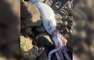 Тушу гигантского кальмара обнаружили на пляже в ЮАР - ont.by - Белоруссия - Юар - Кейптаун