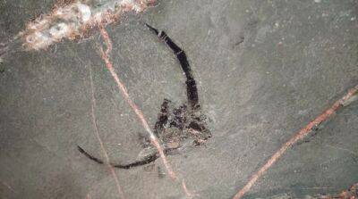 В Солигорске на руднике нашли останки древнего существа времен палеозойской эры - ont.by - Белоруссия - Солигорск