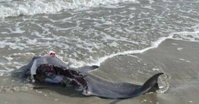 В США акула разорвала на части дельфина возле пляжа Южной Каролины (фото) - focus.ua - США - Украина - шт. Южная Каролина - Нью-Йорк