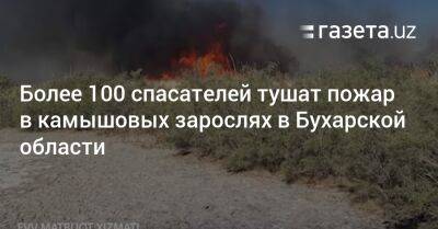 Более 100 спасателей тушат пожар в камышовых зарослях в Бухарской области - gazeta.uz - Узбекистан