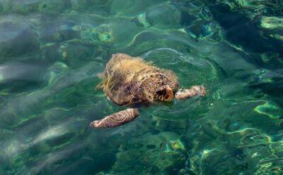 Кормить морских черепах запрещено - vkcyprus.com - Кипр