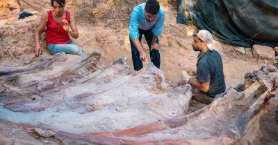Самый крупный в Еропе: житель Португалии нашел во дворе останки огромного динозавра - focus.ua - Украина - Испания - Португалия - Лиссабон