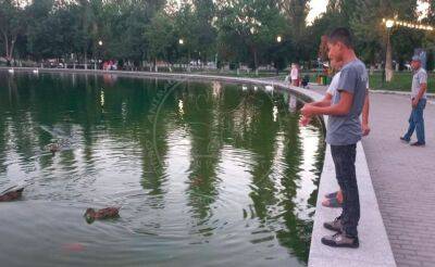 Семья, которая съела лебедя из Central Park, пришла повидать других птиц в этом парке - podrobno.uz - Узбекистан - Ташкент