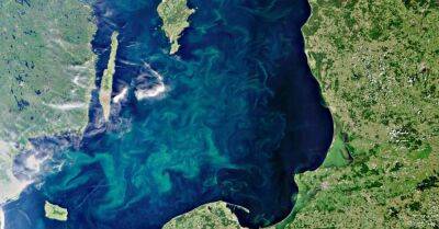 Из-за сине-зеленых водорослей запрещено купаться в Даугаве в Катлакалнсе - rus.delfi.lv - Латвия