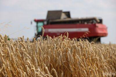 В Беларуси намолочено более 7,5 миллиона тонн зерна - grodnonews.by - Белоруссия