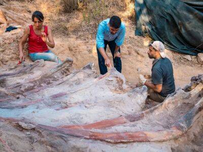 В Португалии нашли скелет, вероятно, самого большого динозавра в Европе - gordonua.com - Украина - Португалия - Лиссабон