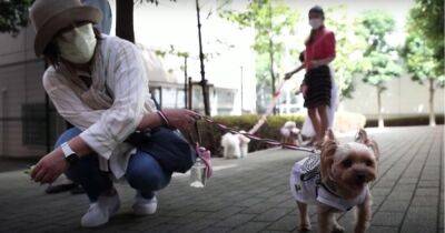 В Японии придумали одежду для животных, которая спасает от жары (видео) - focus.ua - Украина - Токио - Япония