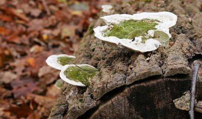 В Ставропольских лесах по неизвестным причинам исчезли почти все виды грибов - nashgorod.ru - Россия - Санкт-Петербург - Ставрополье