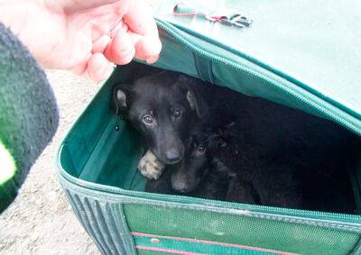 В Праге полицейский нашел три чемодана со щенками внутри - vinegret.cz - Чехия - Прага