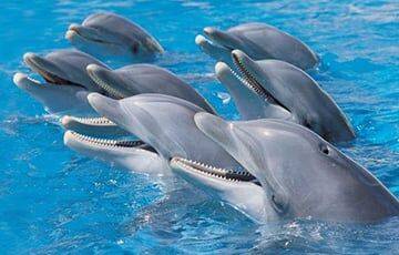 Ученые: Дельфины могут заключать большие дружественные альянсы - charter97.org - Австралия - Белоруссия