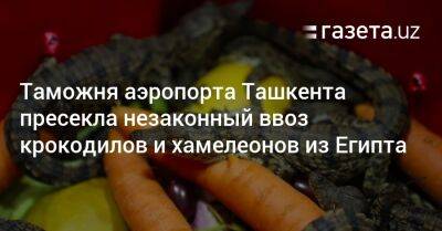 Таможня аэропорта Ташкента пресекла незаконный ввоз крокодилов и хамелеонов из Египта - gazeta.uz - Узбекистан - Египет - Ташкент - Экология