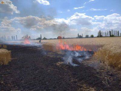 Госэкоинспекция: в Николаевской области из-за оккупантов выгорело поле с пшеницей, ущерб окружающей среде составил более 1,27 млрд гривен - politeka.net - Украина - Николаевская обл.