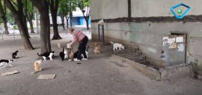 Харків’яни десятками беруть під опіку безпритульних тварин (відео) - objectiv.tv - Росія - місто Харків