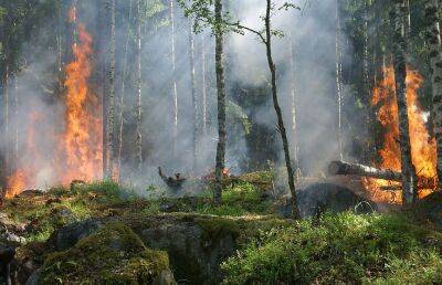 1,5 га леса горят после взрыва на складе подлежащих утилизации снарядов возле Берлина - ont.by - Белоруссия - Берлин
