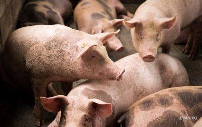 Французские ученые восстановили клетки мертвых свиней - korrespondent - США - Украина - Франция