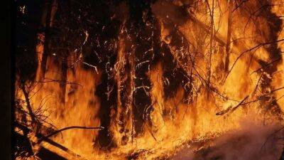 Після вибуху на складі снарядів під Берліном спалахнули лісові масиви - lenta.ua - Украина - Німеччина - місто Берлін