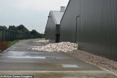 Из-за аномальной жары погибли миллионы куриц на фермах - rbnews.uk - Англия - Twitter