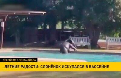 В ЮАР слоненок пришел в отель, чтобы искупаться в бассейне - ont.by - Белоруссия - Юар
