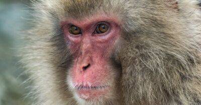 В июле в Латвии зарегистрирован третий случай обезьяньей оспы - rus.delfi.lv - Рига - Латвия
