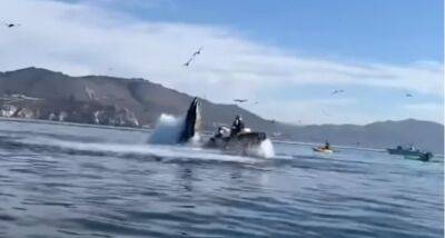 Горбатый кит проглотил двух туристок у берегов Калифорнии /видео/ - obzor.lt - шт. Калифорния