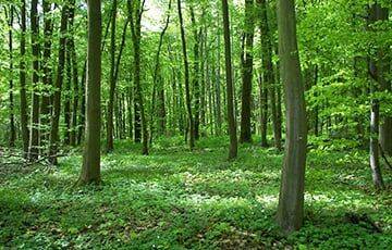 Посещение лесов ограничили в большинстве районов Беларуси - charter97.org - Белоруссия - Брестская обл. - район Мядельский - район Добрушский