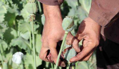 С приходом «Талибана» к власти увеличилось число случаев контрабанды наркотиков из Афганистана – глава АКН - dialog.tj - США - Таджикистан - Афганистан