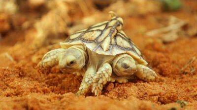 Двухголовая черепаха может надеяться дожить до 100 лет - ru.euronews.com