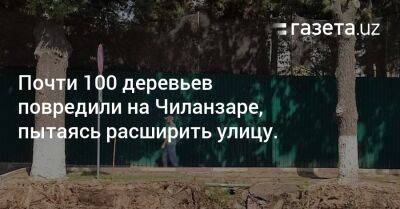 Почти 100 деревьев повредили на Чиланзаре, пытаясь расширить улицу. - gazeta.uz - Узбекистан - Ташкент - район Чиланзарский - Экология