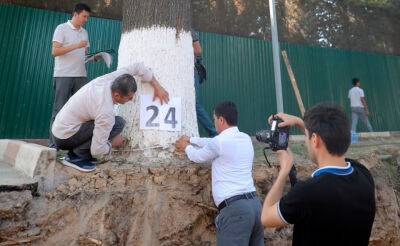 Кто врет. В Госкомэкологии заявили, что в ходе реконструкции улицы в Ташкенте повреждено 101 дерево. В хокимияте утверждают, что 7 - podrobno.uz - Узбекистан - Ташкент - Экология