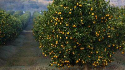 Тонны фруктов застряли в "битве апельсинов" между ЕС и Южной Африкой - unn.com.ua - Украина - Киев - Испания - Юар - Ес