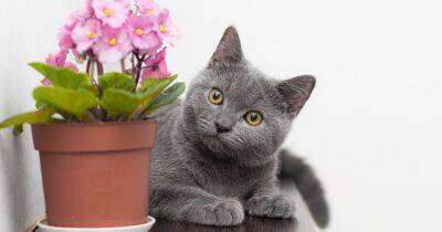 Как уберечь комнатные цветы от кошек: самые действенные советы - focus.ua - Украина