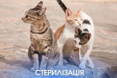 Одесситам рассказали, как стерилизовать уличных кошек и собак - odessa-life.od.ua - Украина - Одесса