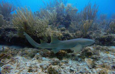 Три акулы-няньки напали на школьника на Багамских островах - ont.by - Англия - Белоруссия - Нассау