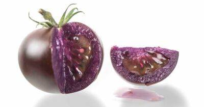 Полезное ГМО. Фиолетовый помидор защитит от рака и сердечно-сосудистых заболеваний - focus.ua - США - Украина - Англия