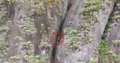 Голый турист выжил после падения с высоты 100 метров в горах Бразилии (фото) - focus.ua - Украина - Италия - Бразилия