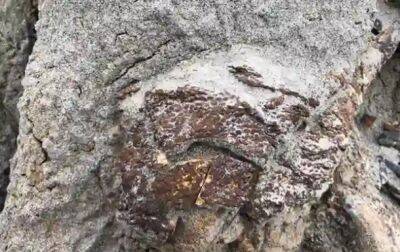 В Канаде обнаружили полный скелет динозавра, покрытый кожей - korrespondent.net - Украина - Канада