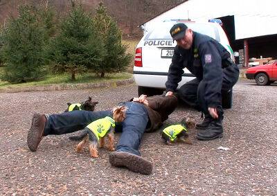 Умилительно: шуточное видео о службе йорков в чешской полиции - vinegret.cz - Чехия - Прага