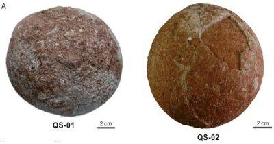 Причуды природы. В Китае нашли сферические яйца динозавров размером с грейпфрут (фото) - focus.ua - Китай - Украина