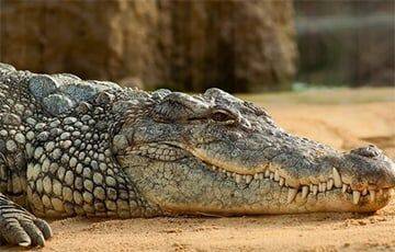 В Зимбабве охотник поймал огромного крокодила весом 450 кг - charter97.org - Белоруссия - Зимбабве - Мадагаскар