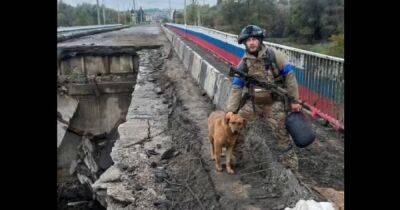 Боевая собака Ляля помогла ВСУ освободить Купянск: теперь ей нужен дом (видео) - focus.ua - Украина - Купянск - Харьковская обл. - Харьков