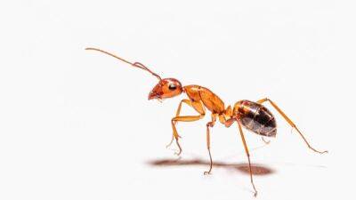 Никаких муравьев в доме: как избавиться от насекомых дома народными методами - 24tv.ua