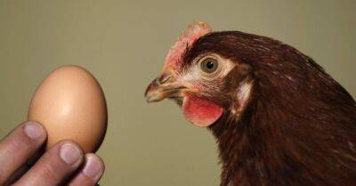 В Латвии растет потребление яиц, снесенных вне клеток - rus.delfi.lv - Латвия