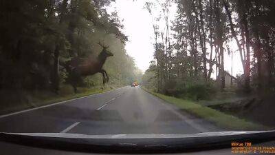 В Чехии олень грациозно выпрыгнул прямо перед машиной: эпическое видео - 24tv.ua - Чехия - Варшава
