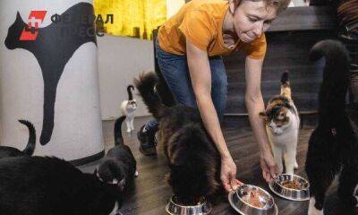 На Ямале начнут выпускать корм для кошек и собак из оленины - smartmoney.one - Салехард